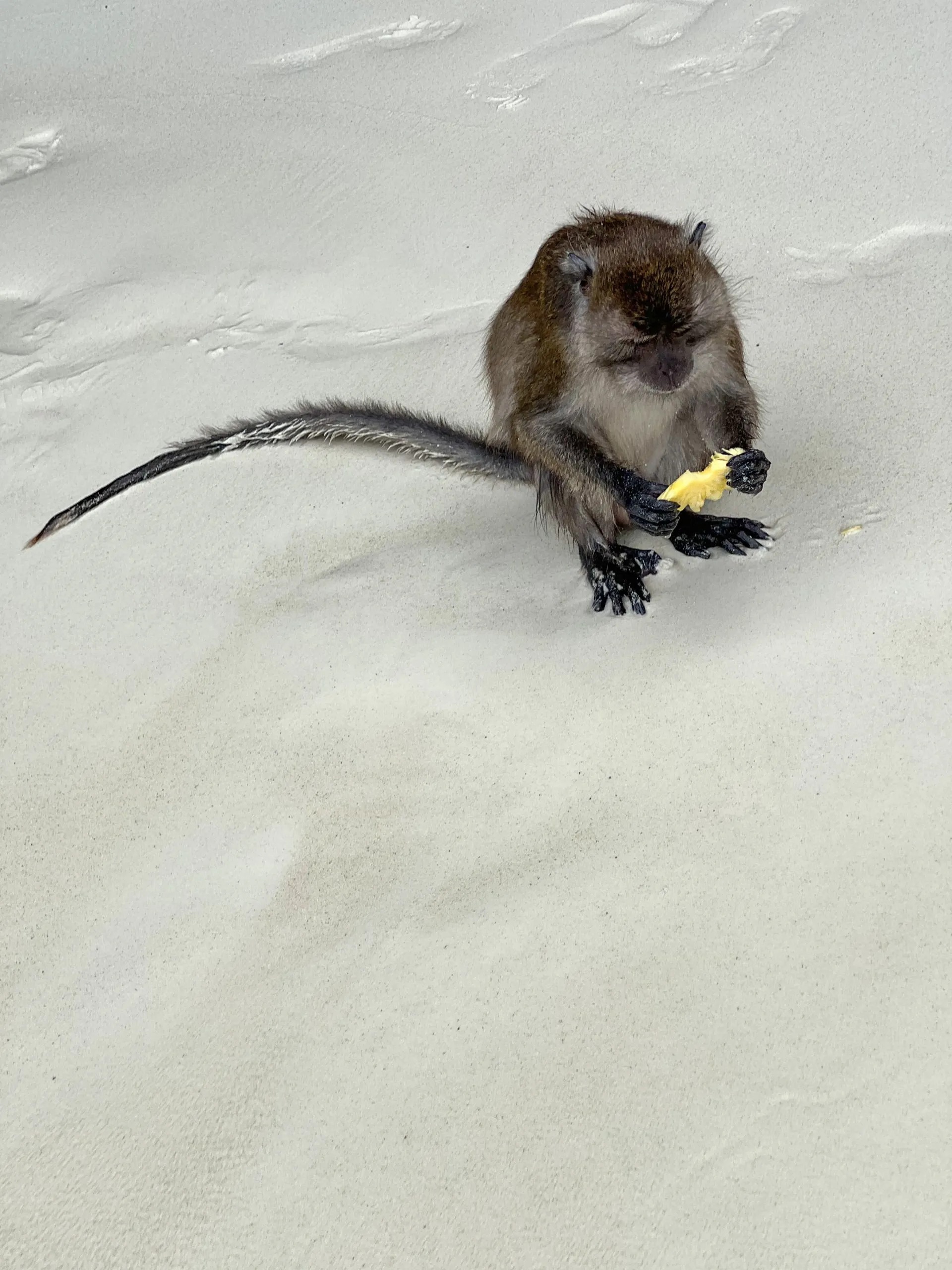 Affe am Monkey Beach Koh Phi Phi