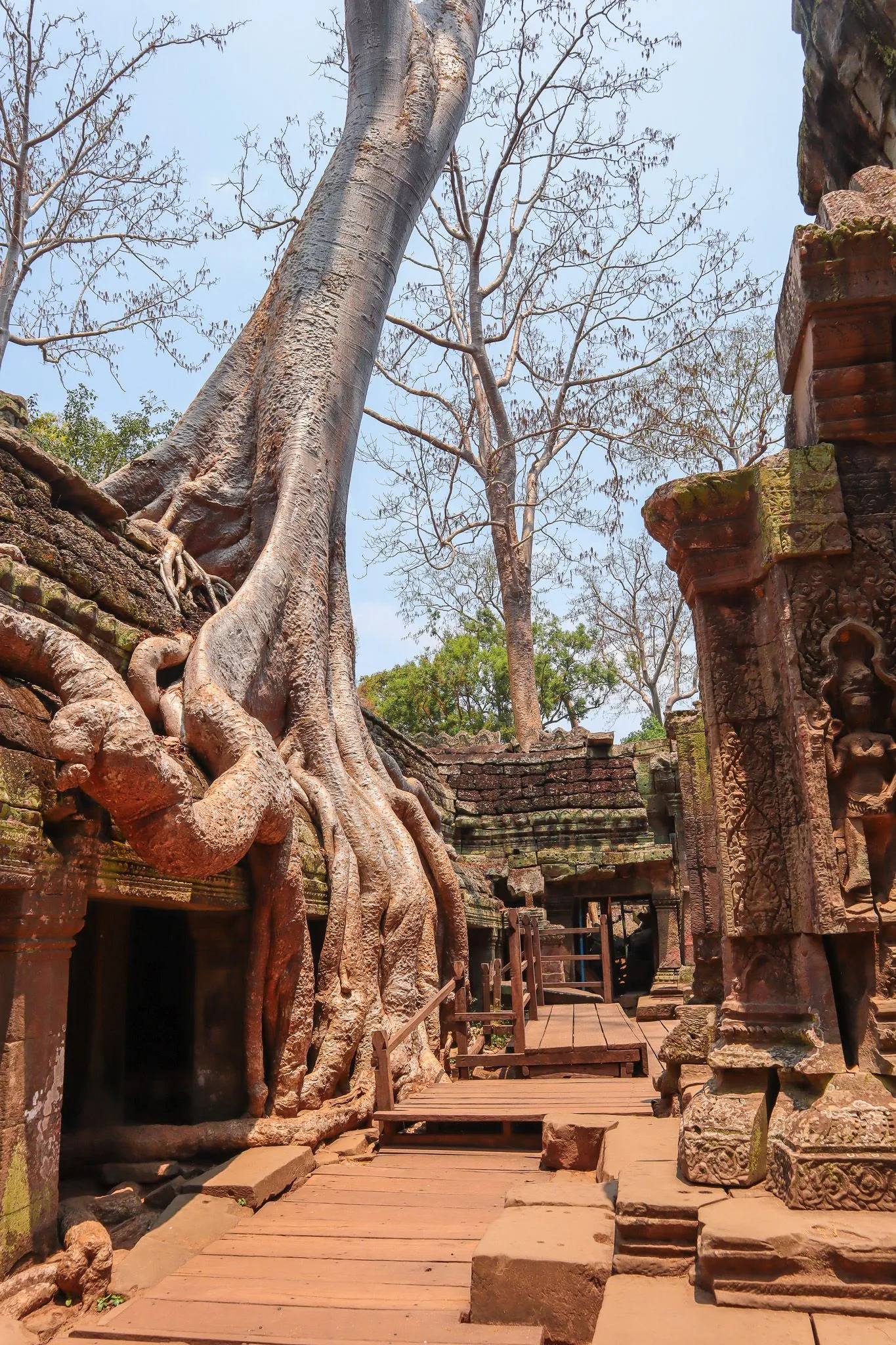 Riesige Baumwurzeln umschlingen Steinmauern des Ta Prohm Tempels in Angkor, Kambodscha