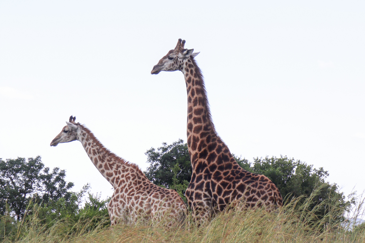 Muluwa Lodge
