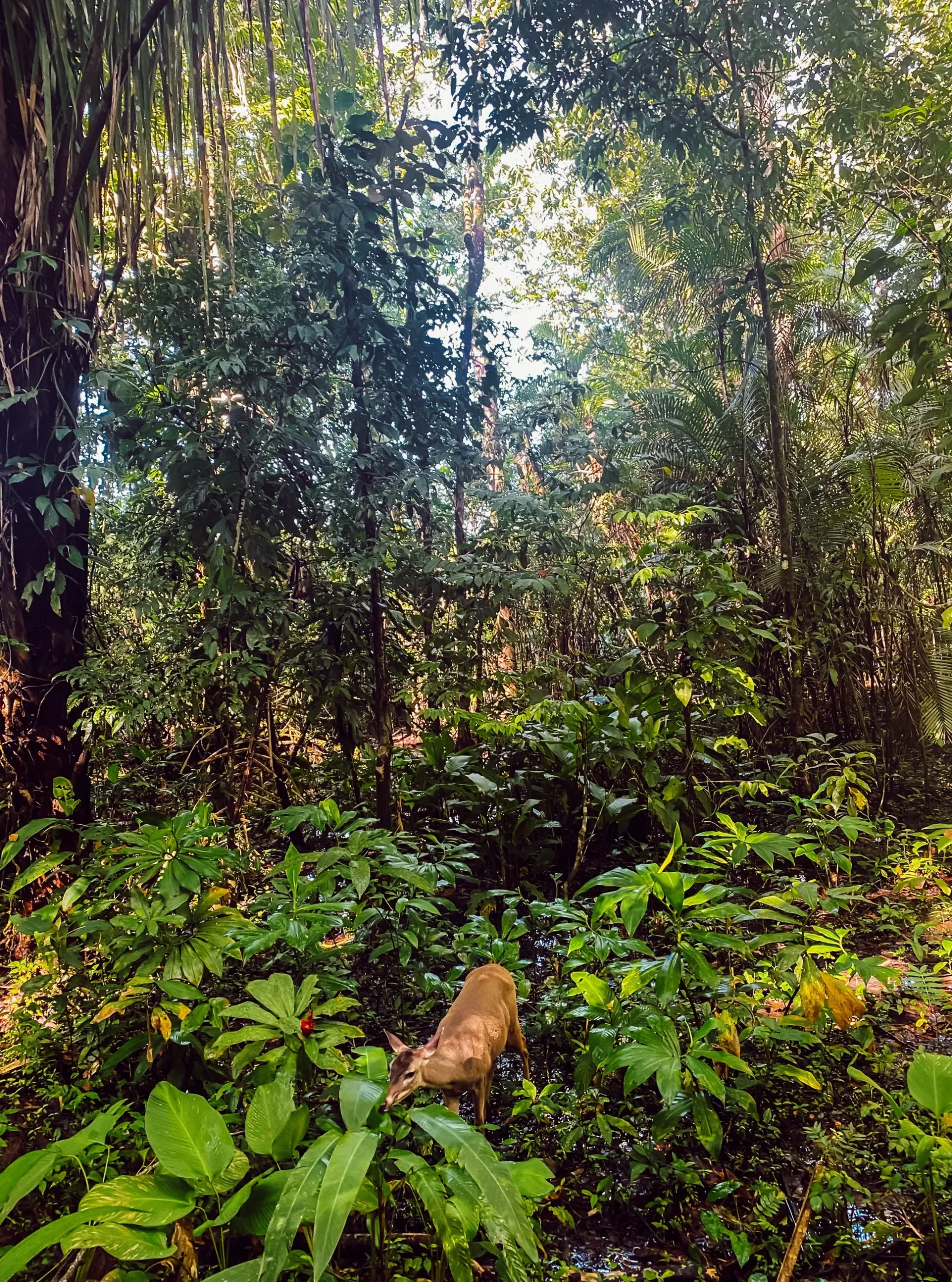 Aussicht im Manuel-Antonio-Nationalpark