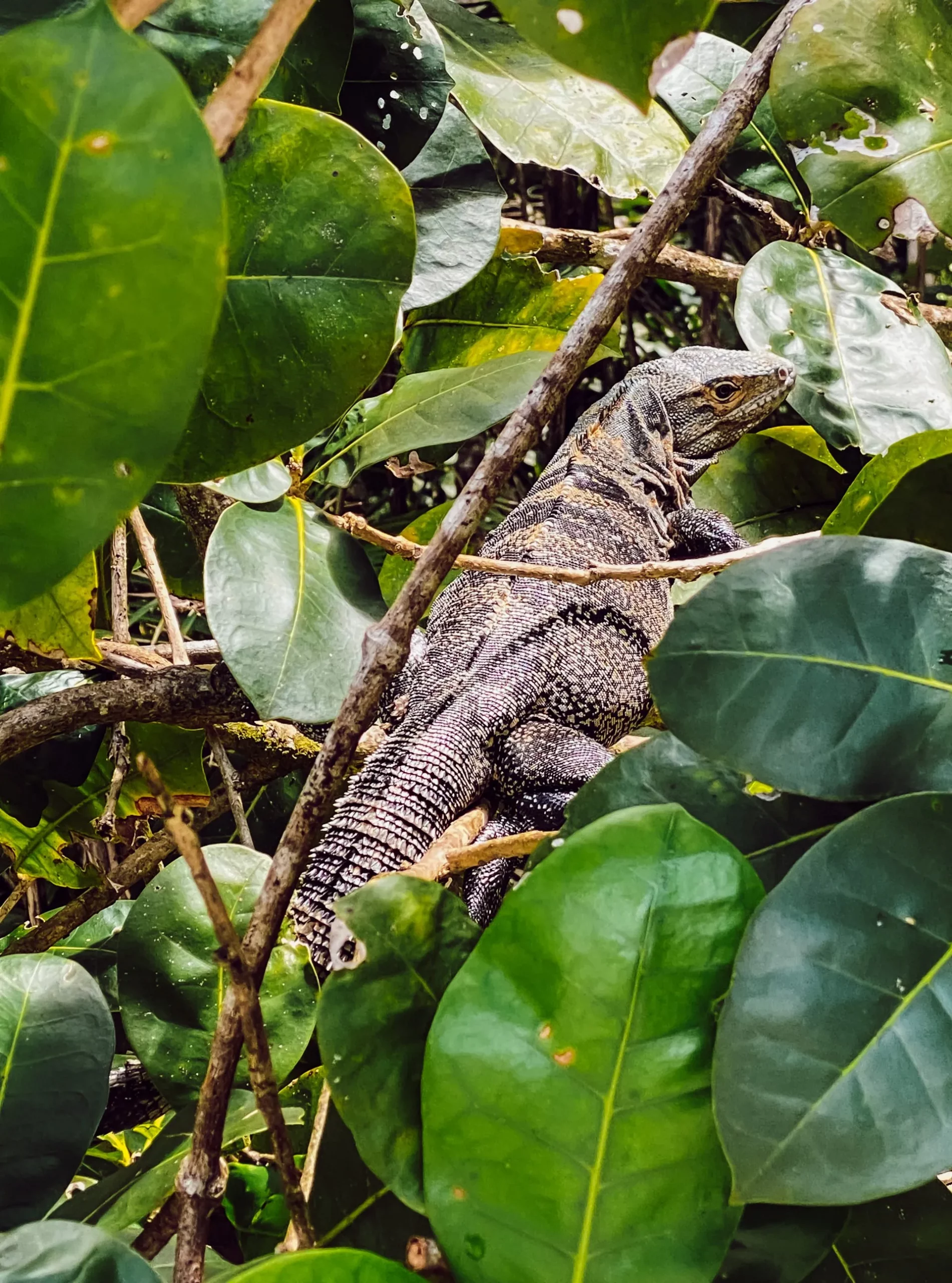 Strandabschnitt im Manuel-Antonio-Nationalpark