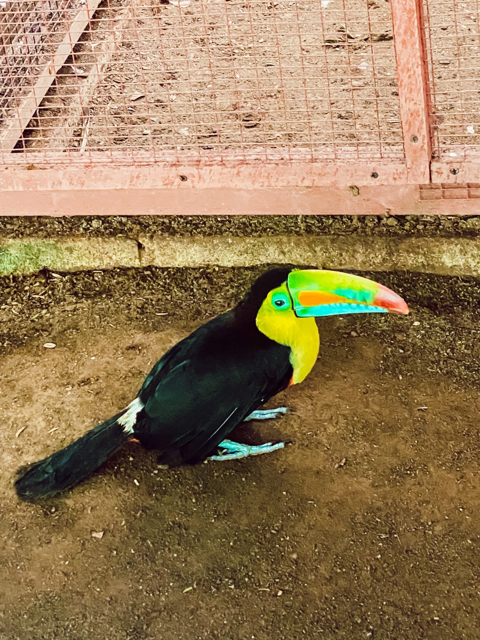 Tour im Jaguar Rescue Center in Puerto Viejo