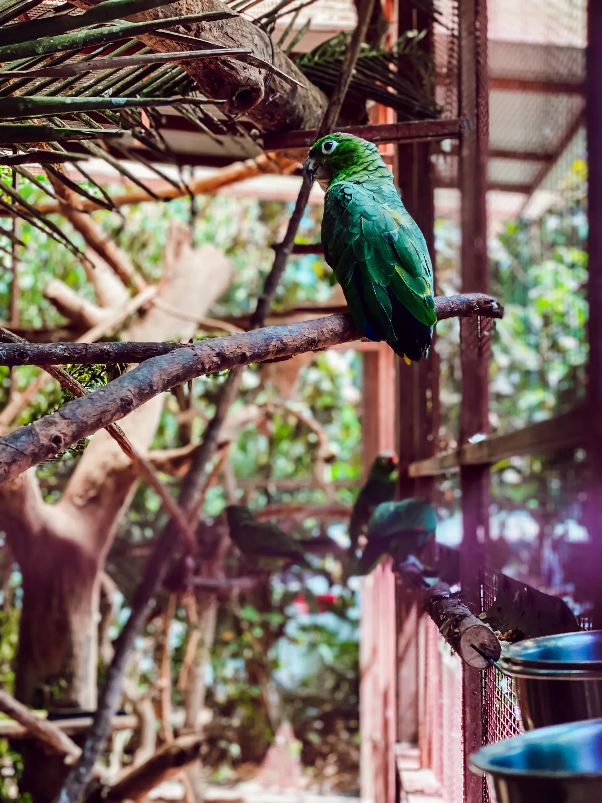 Wildtier im Jaguar Rescue Center