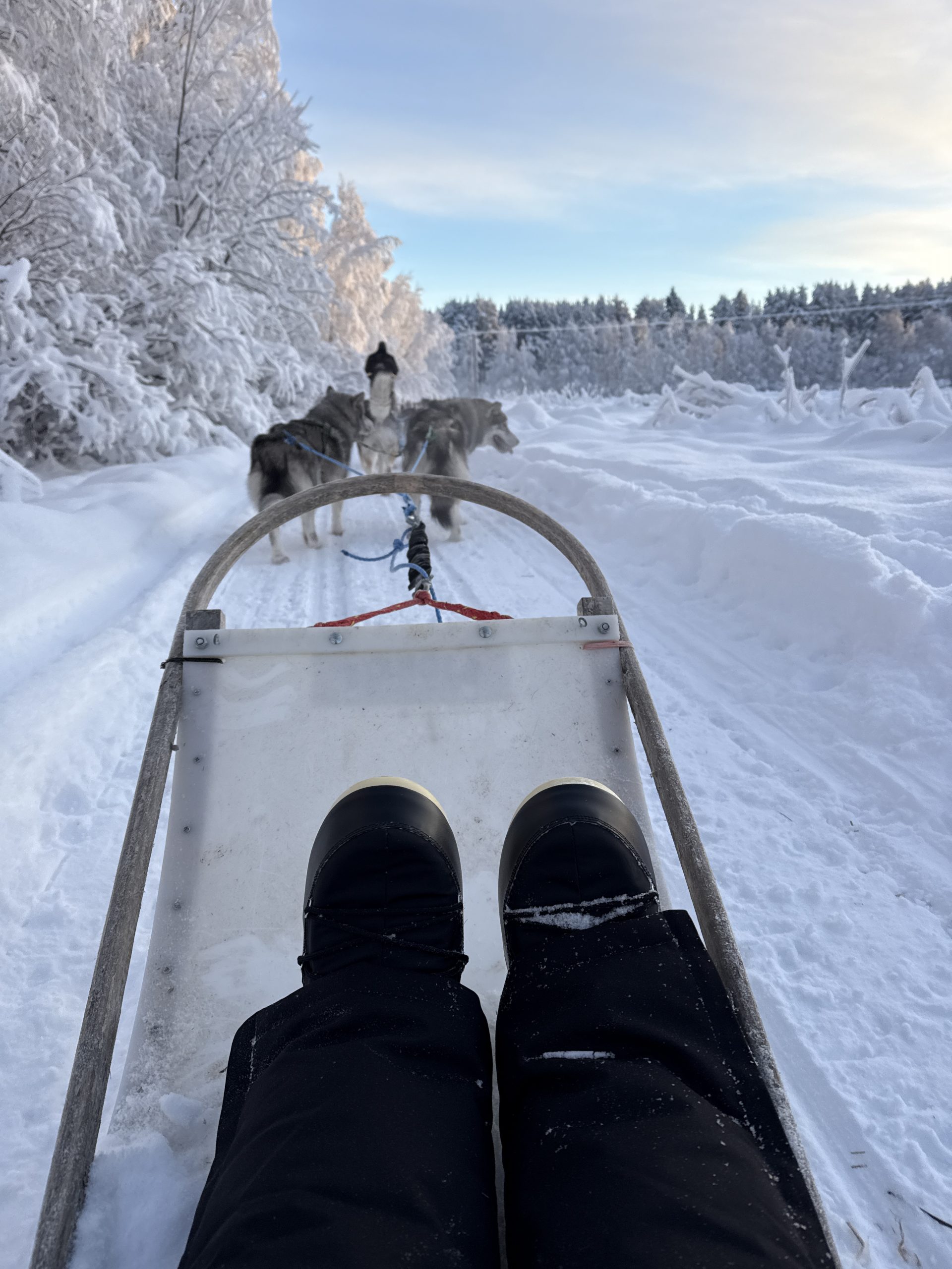 Husky Self Drive Tour, Rovaniemi