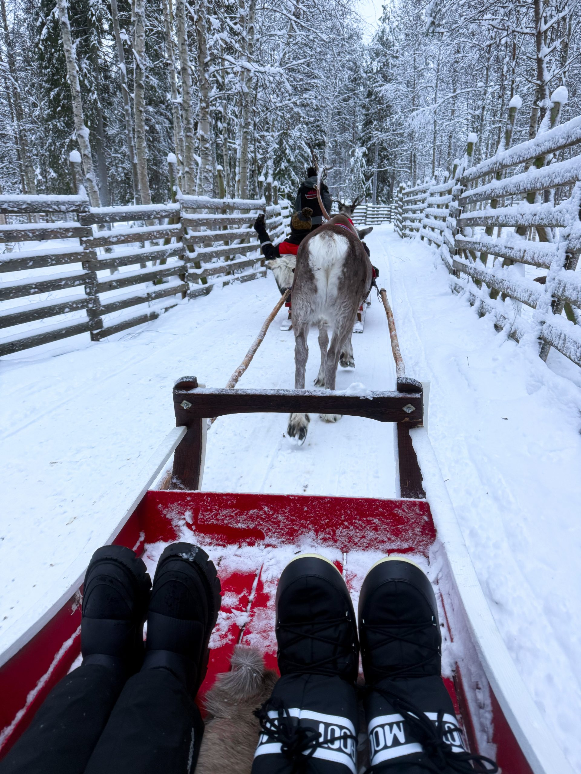 Rentierschlittenfahrt, Rovaniemi