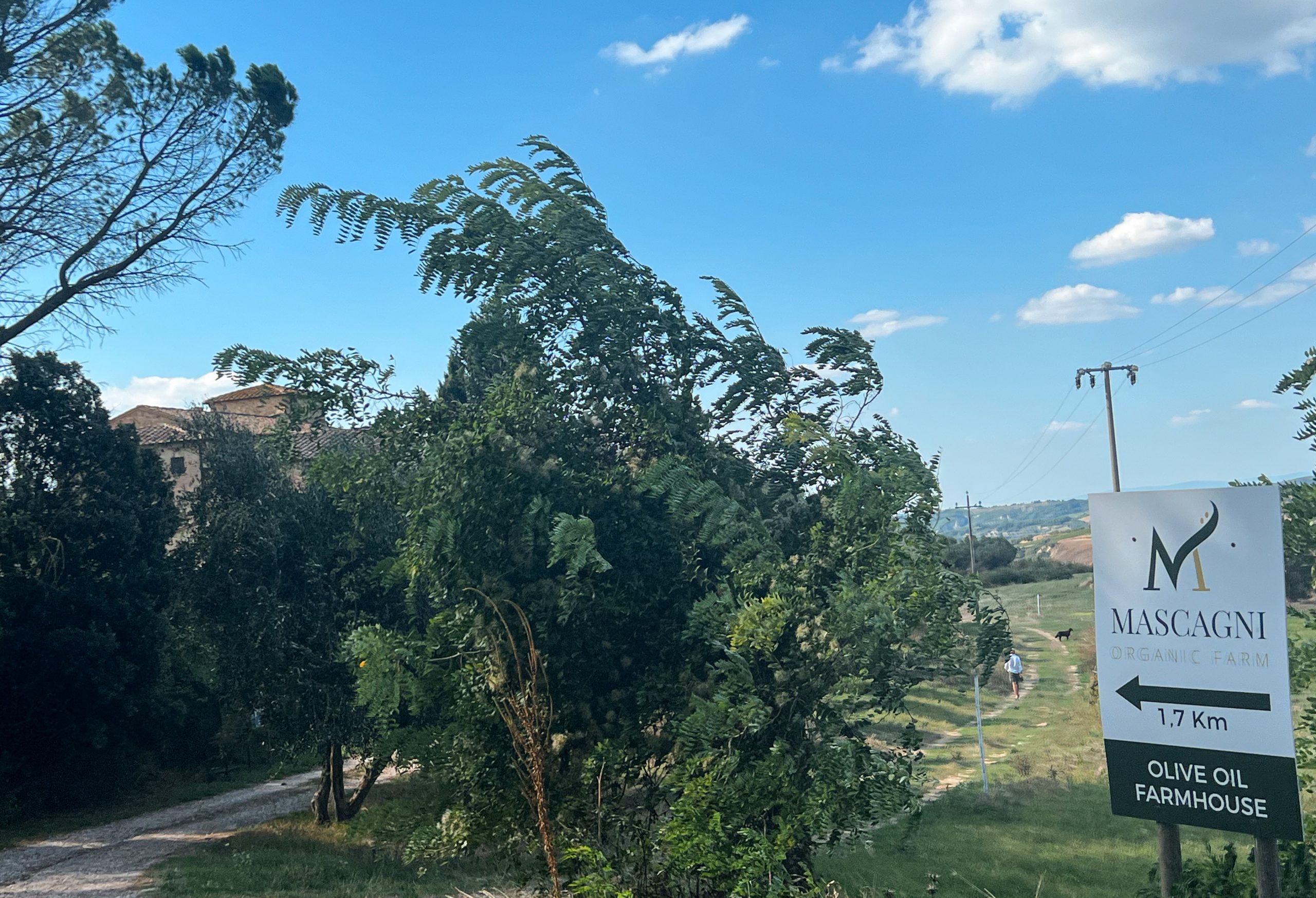 Olivenölfarm, Mascagni Organic Farm, San Gimignano