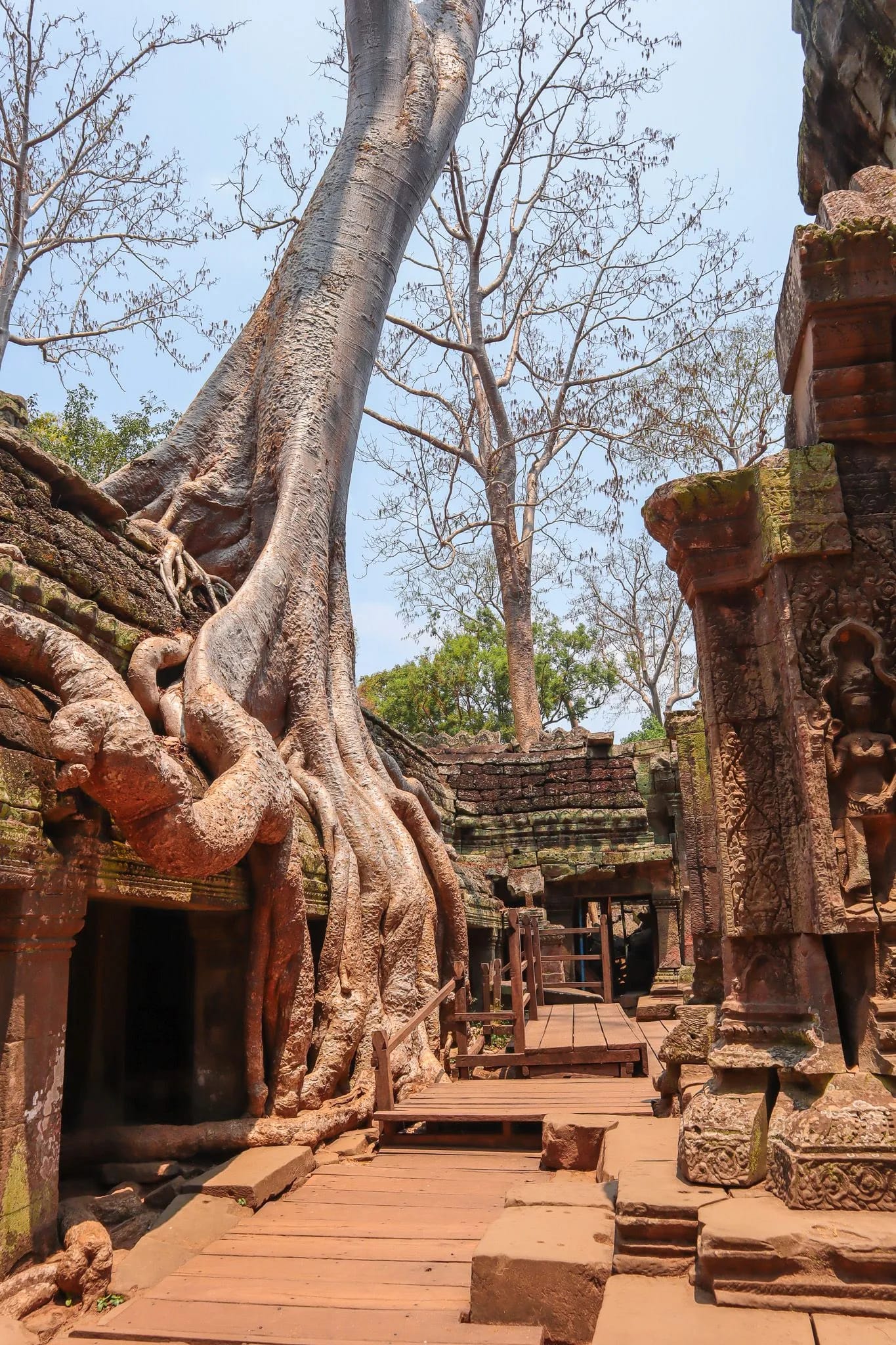 Ta Prohm Tempel mit Baumwurzeln, Siem Reap