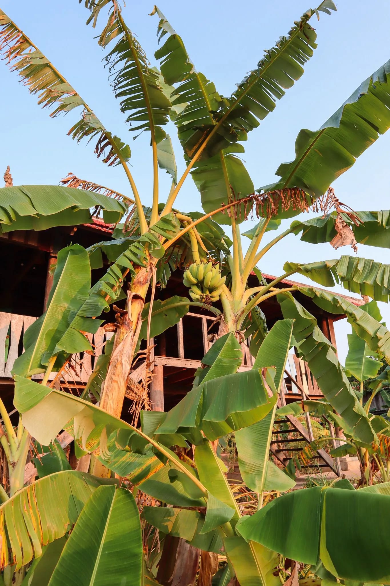 La Plantation, Kampot