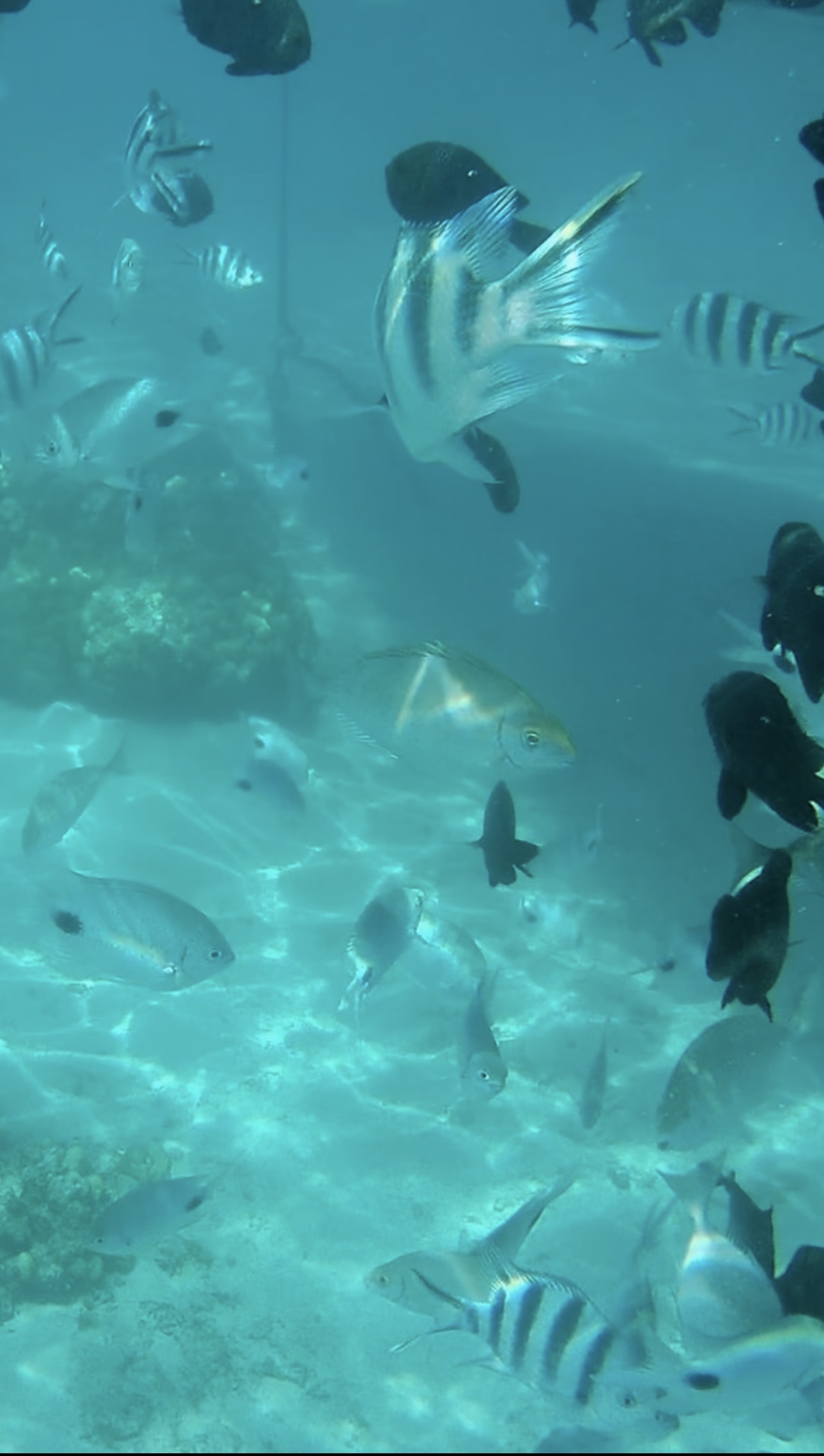 Delfin-Tour mit Schnorcheln, Crystal Rock und Île aux Bénitiers, Mauritius