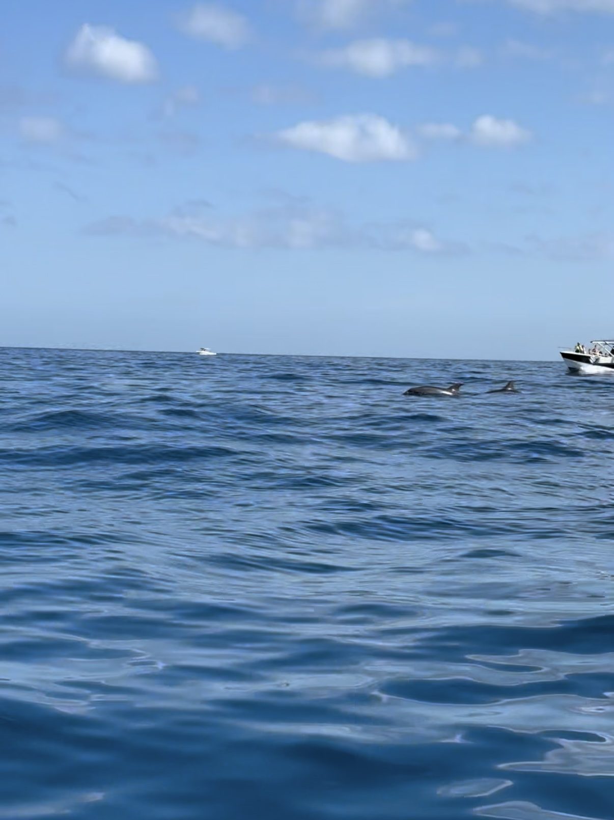 Delfin-Tour mit Schnorcheln, Crystal Rock und Île aux Bénitiers, Mauritius