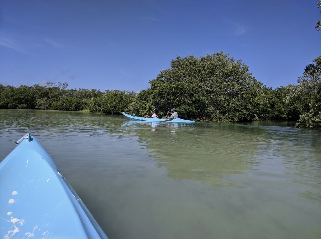 Kajaktour durch die Mangroven, Holbox