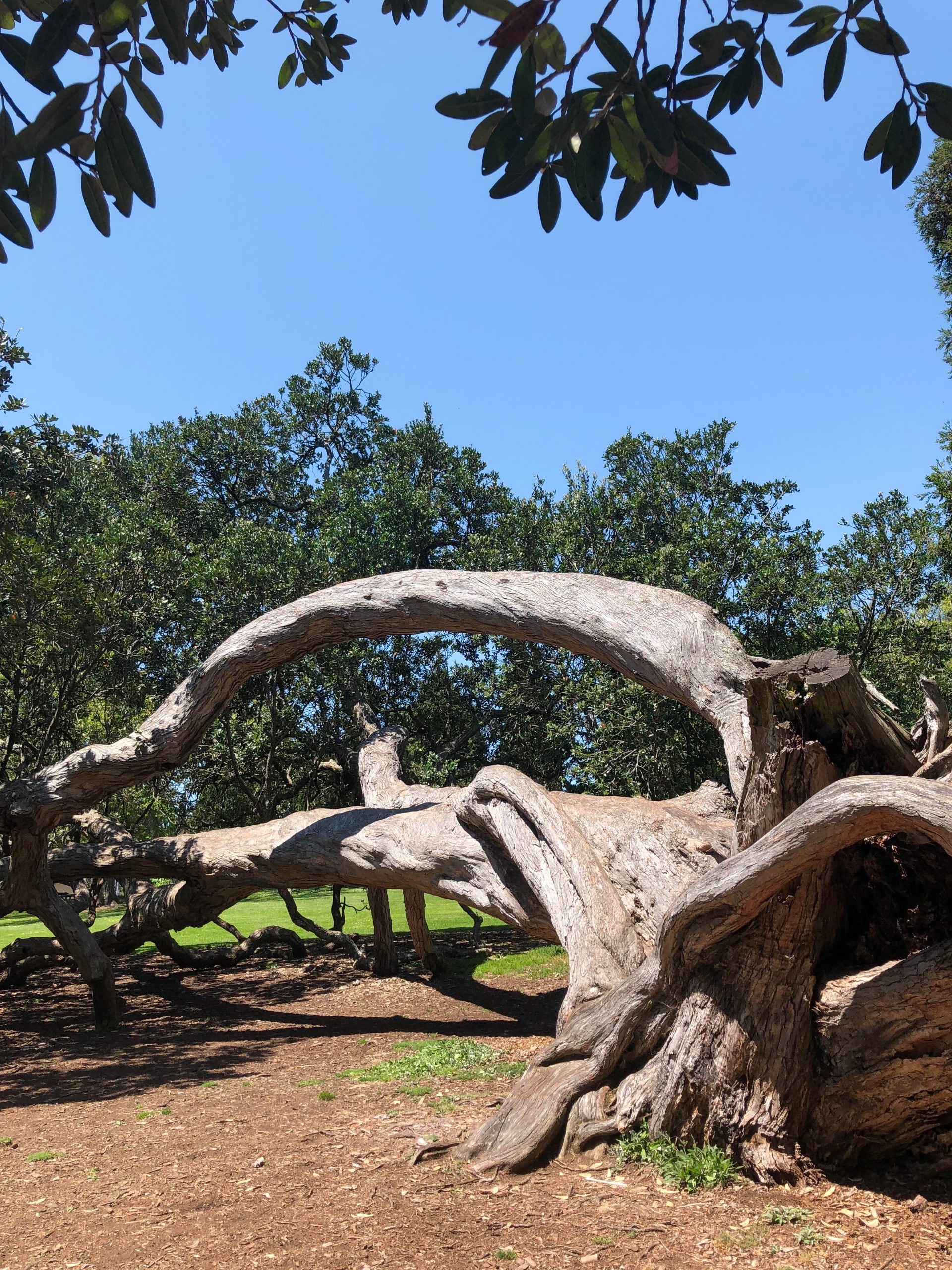 Moreton-Bay-Feigenbaum im Auckland Domain