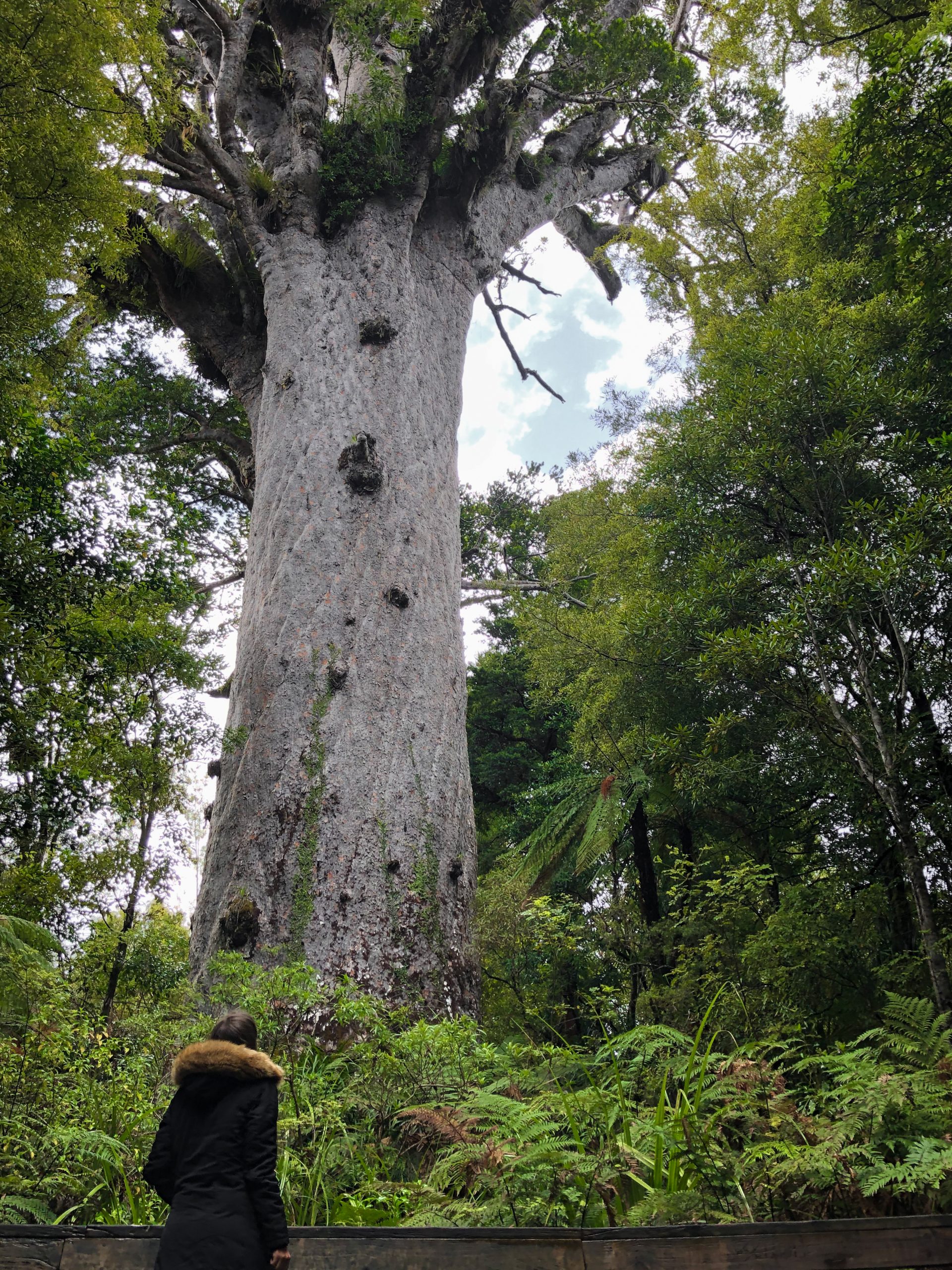 Waipoua Forest, Neuseeland