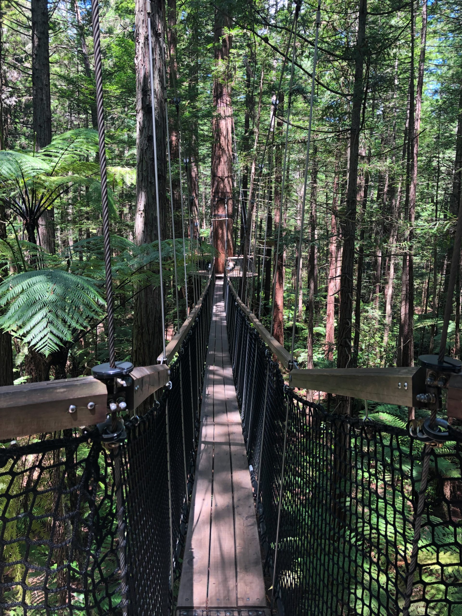 Blick von oben im Redwoods Treewalk