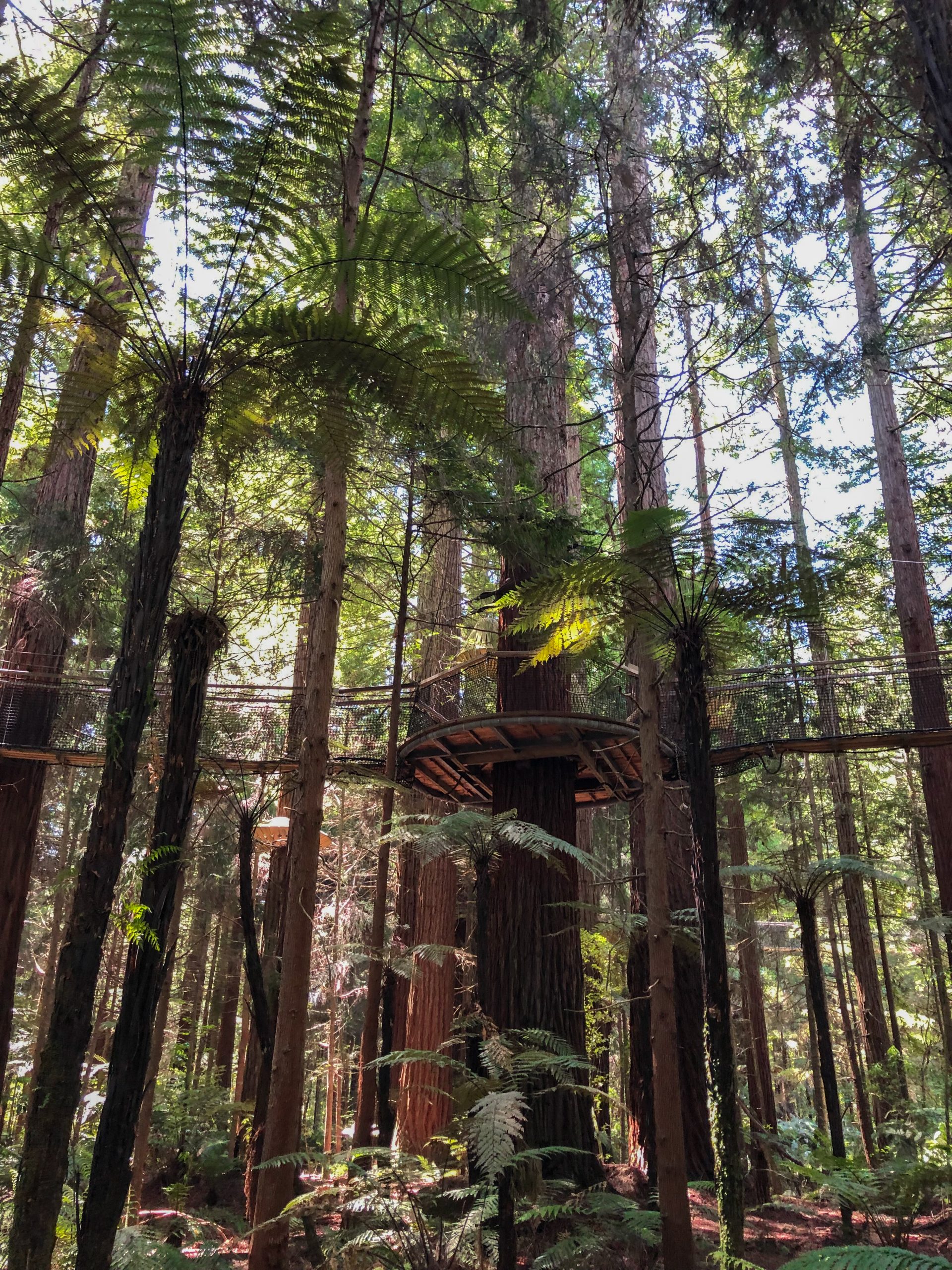 Kalifornische Mammutbäume im Redwoods Forest