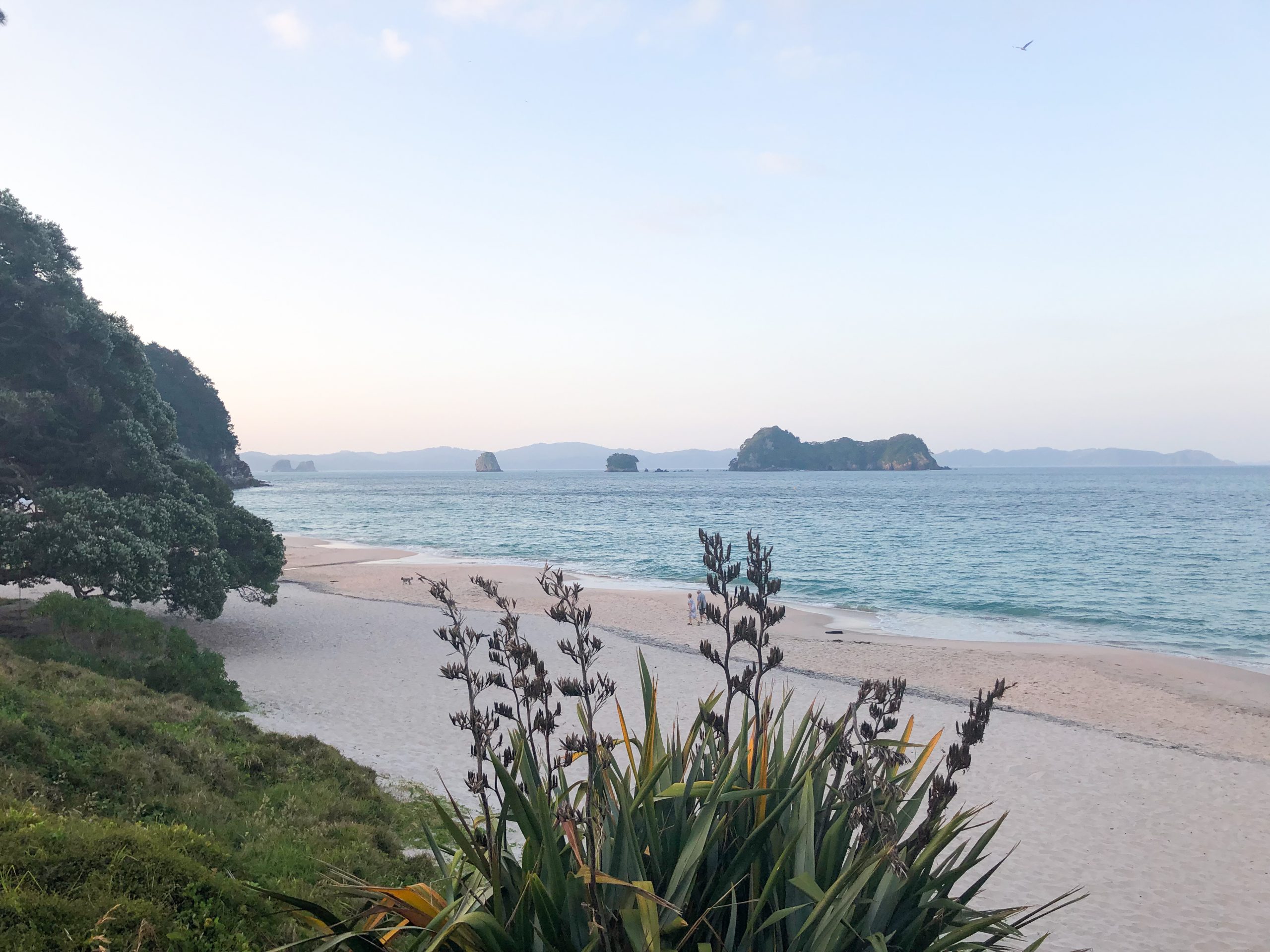 Felsformationen am Hahei Beach