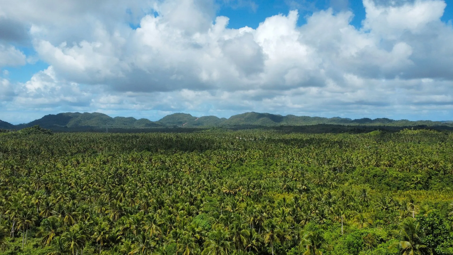 Palmenwald-Aussichtspunkt, Siargao