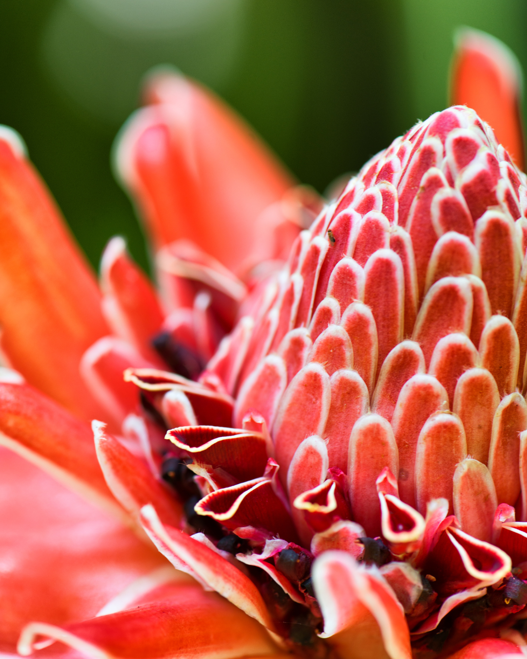 Botanischer Garten, Victoria