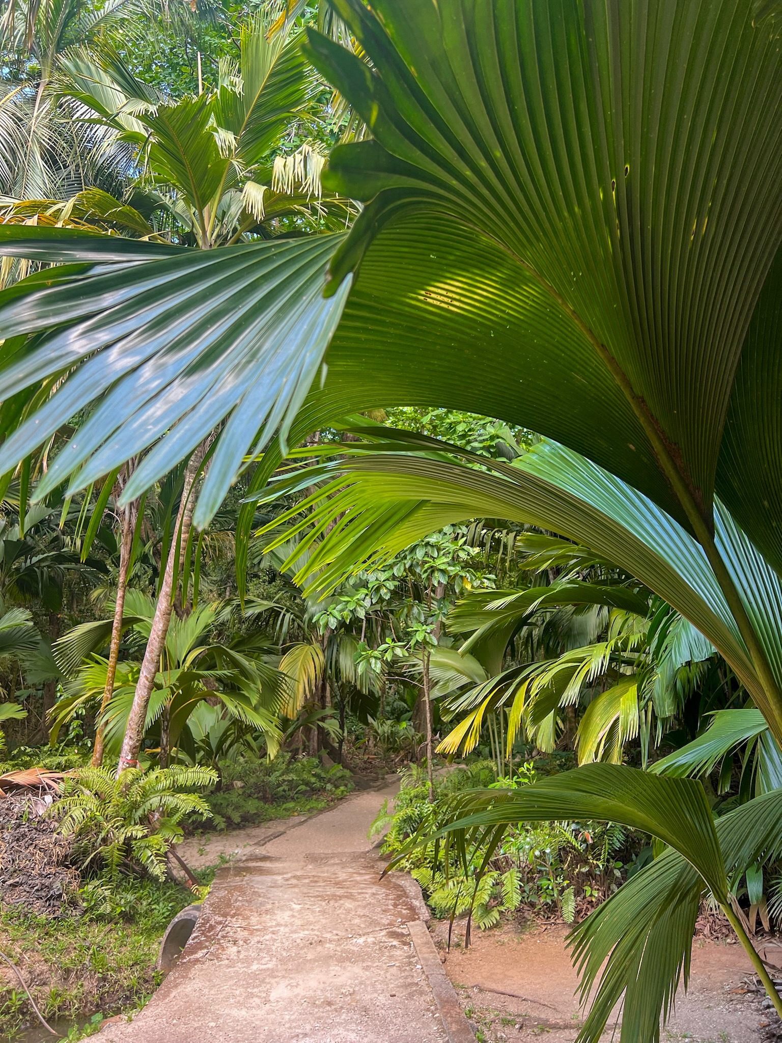 Fond Ferdinand, Praslin