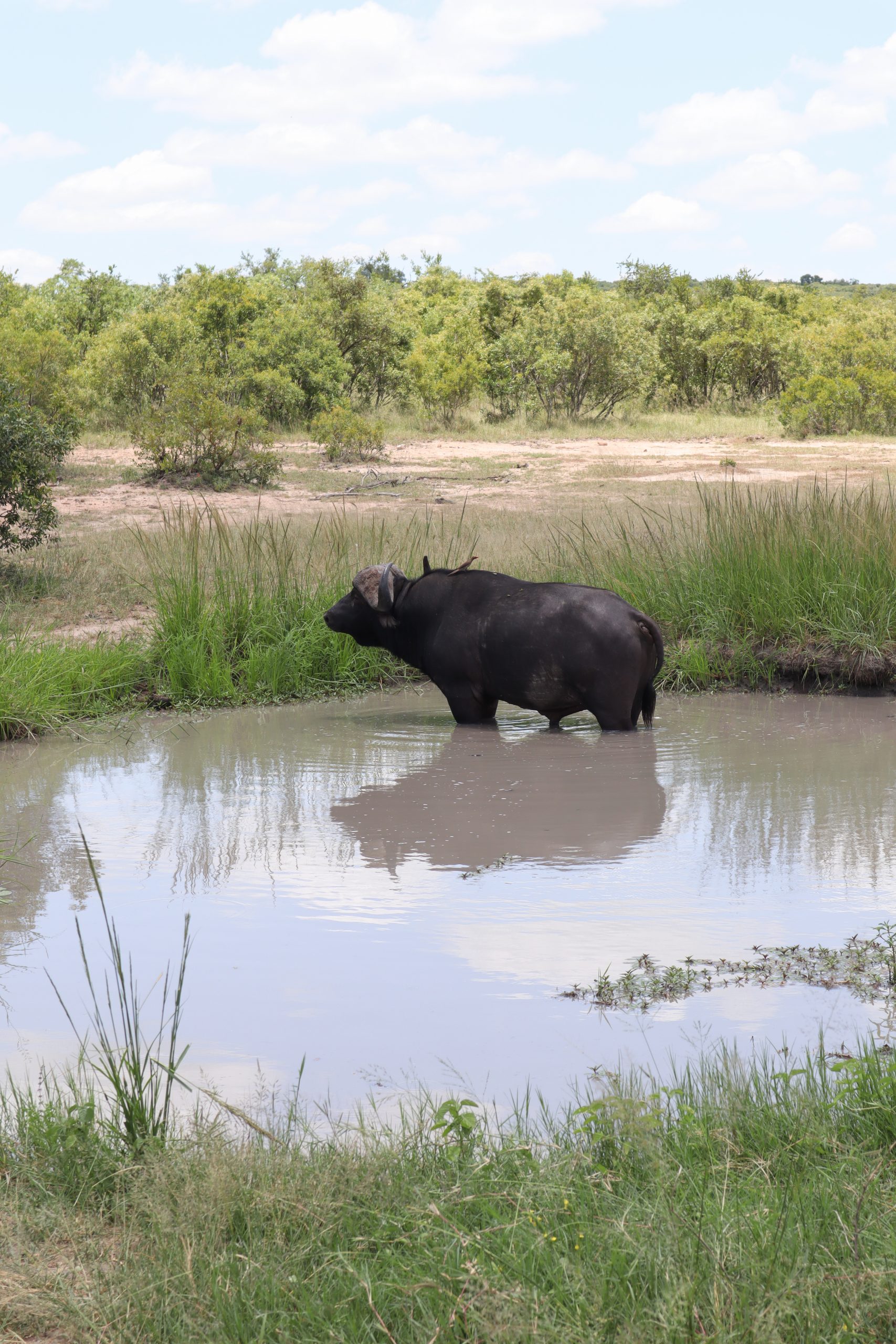 Safari im Krüger-Nationalpark