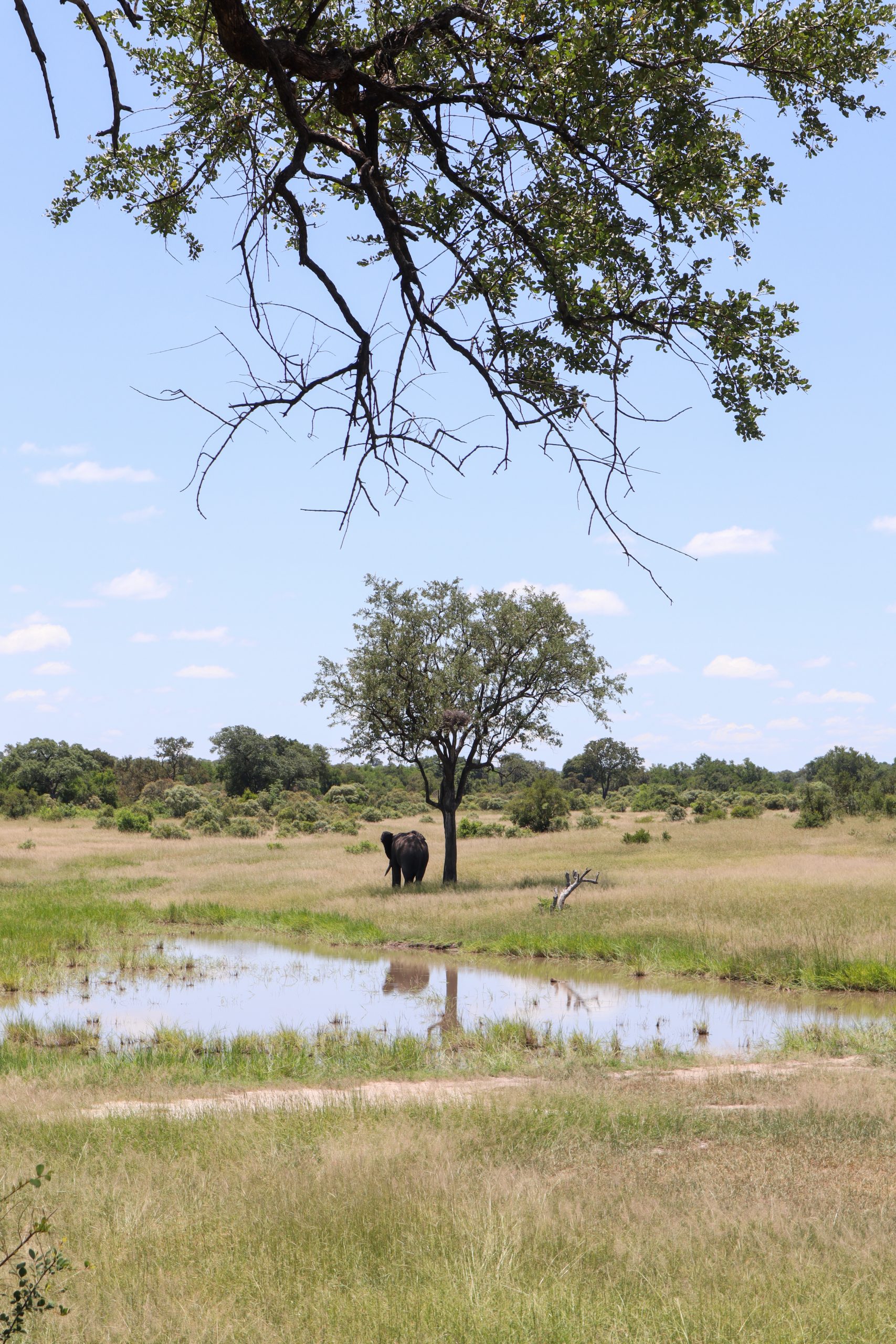 Safari im Krüger-Nationalpark
