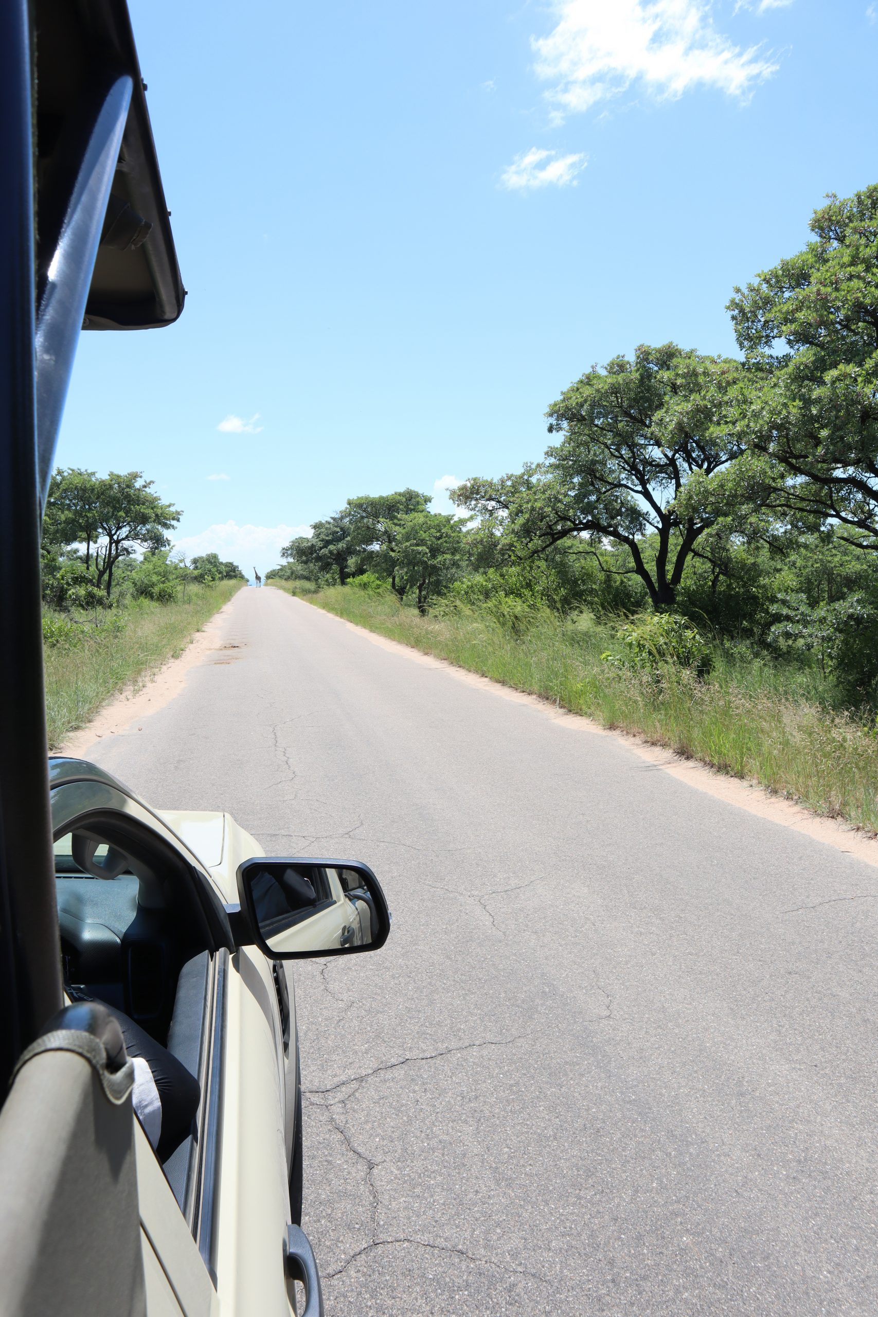 Safari im Krüger-Nationalpark