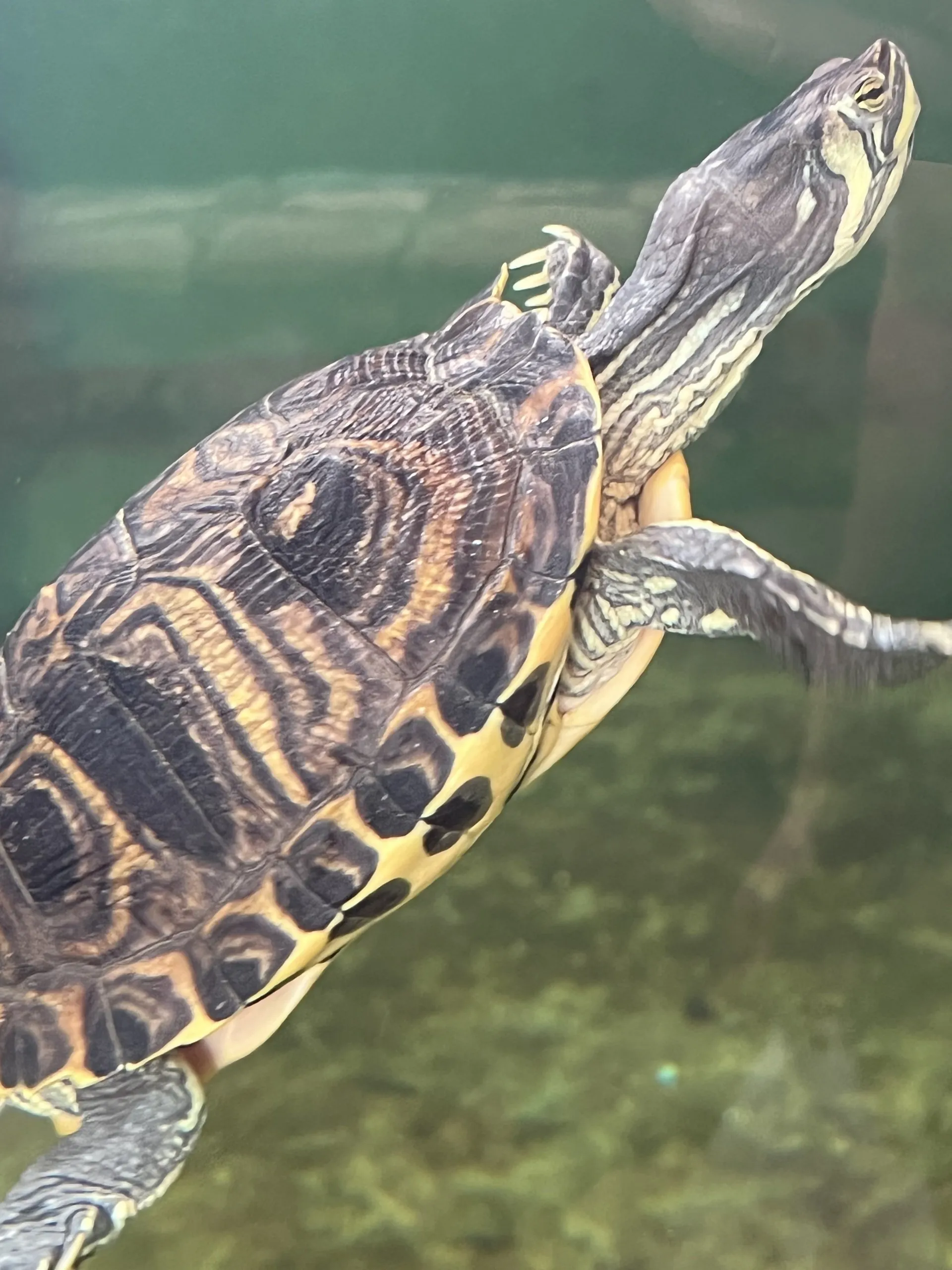 Turtle Rescue Center, Zakynthos