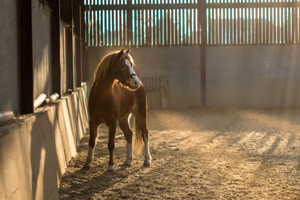 Beautiful foal