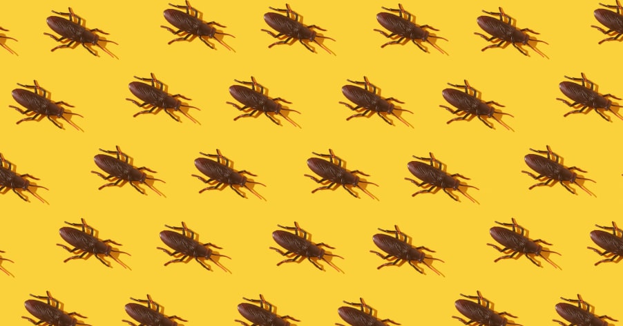 10 Best Ways to Get Rid of Roaches Overnight from Home 2024