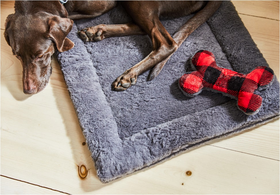 9 Best Dog Toys for Big Dogs & Puppies
