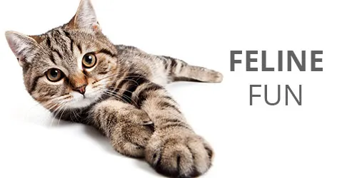 Online pet shop live animals hot sale
