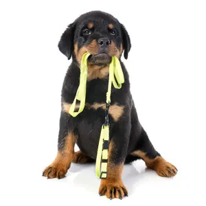 Dog Leads