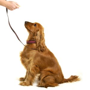 Dog Behaviour & Training
