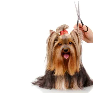 Dog Grooming Tools