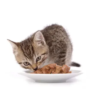 Cat Wet Food
