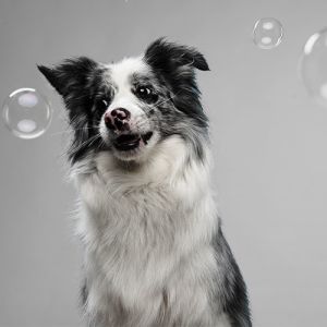 Dog Grooming