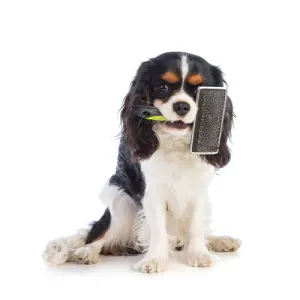 Dog Brushes & Combs