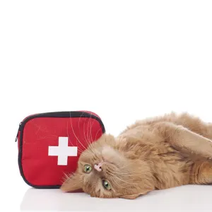 Cat First Aid