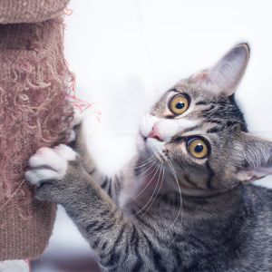 Cat Repellents & Deterrents