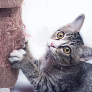 Cat Repellents & Deterrents