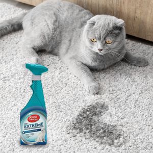 Cat Stain & Odour Removal