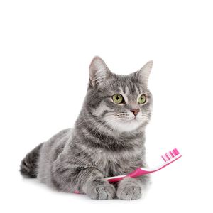 Cat Oral Care