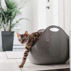 Cat Trays & Toilets
