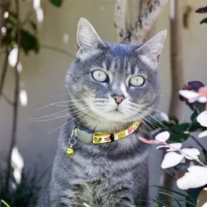 Cat identification collar new arrivals