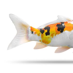 Fish Health & Wellness