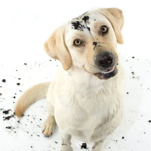 Dog Cleaning & Poop Control