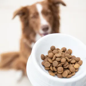 Blurred out dog looking at bowl of dog food