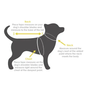 infographic on how to measure your dog