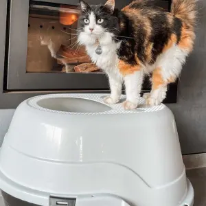 Cat litter cover online