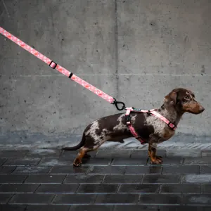 pink with red, blue and white polka dots dog lead and harness on small dog